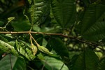 Glyphaea brevis 