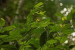 Glyphaea brevis 