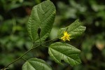 Glyphaea brevis 