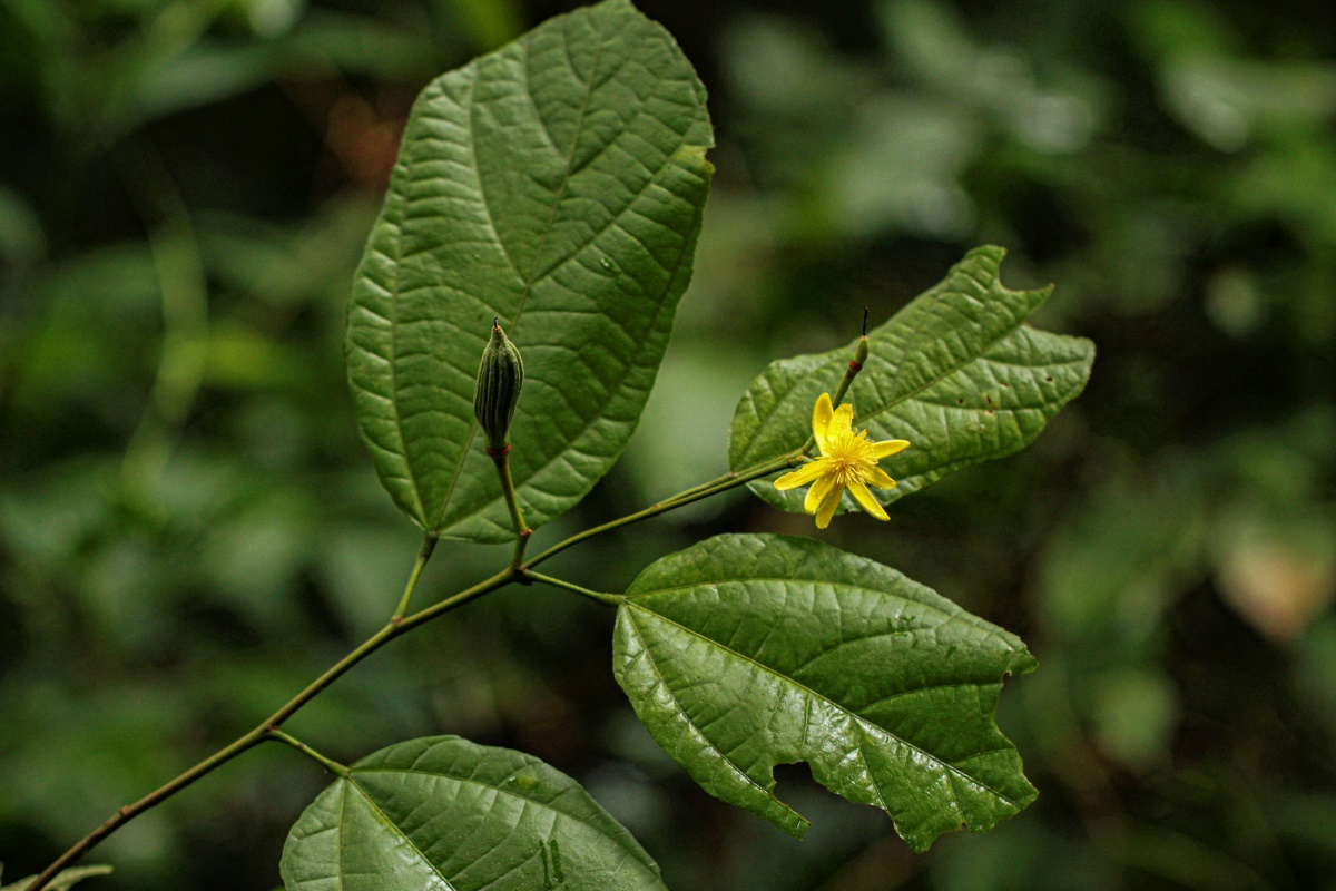 Glyphaea brevis 