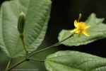 Glyphaea brevis 