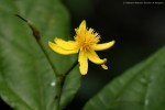 Glyphaea brevis 