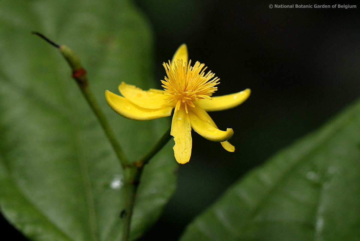 Glyphaea brevis 
