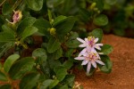 Grewia similis