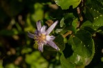 Grewia similis