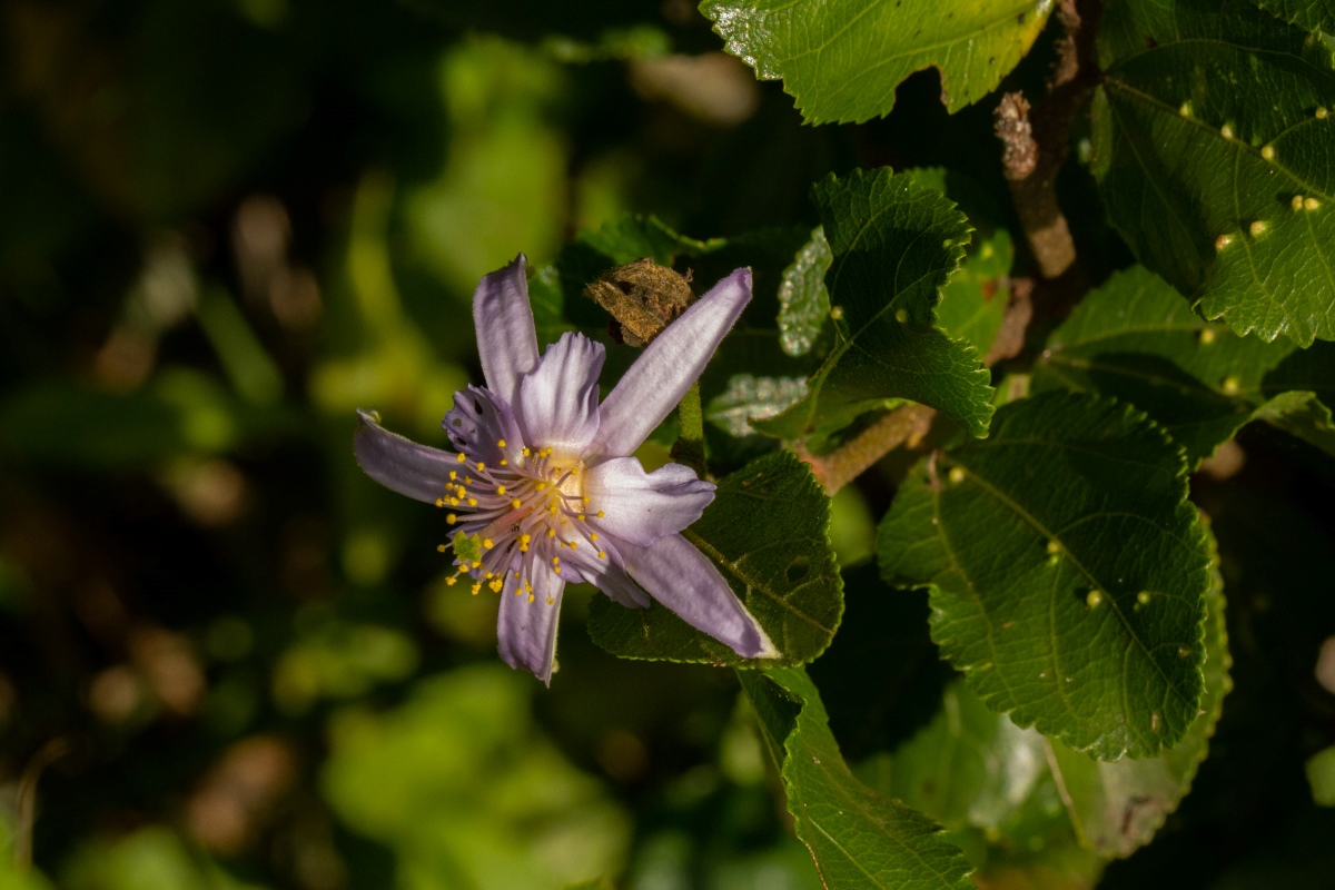 Grewia similis