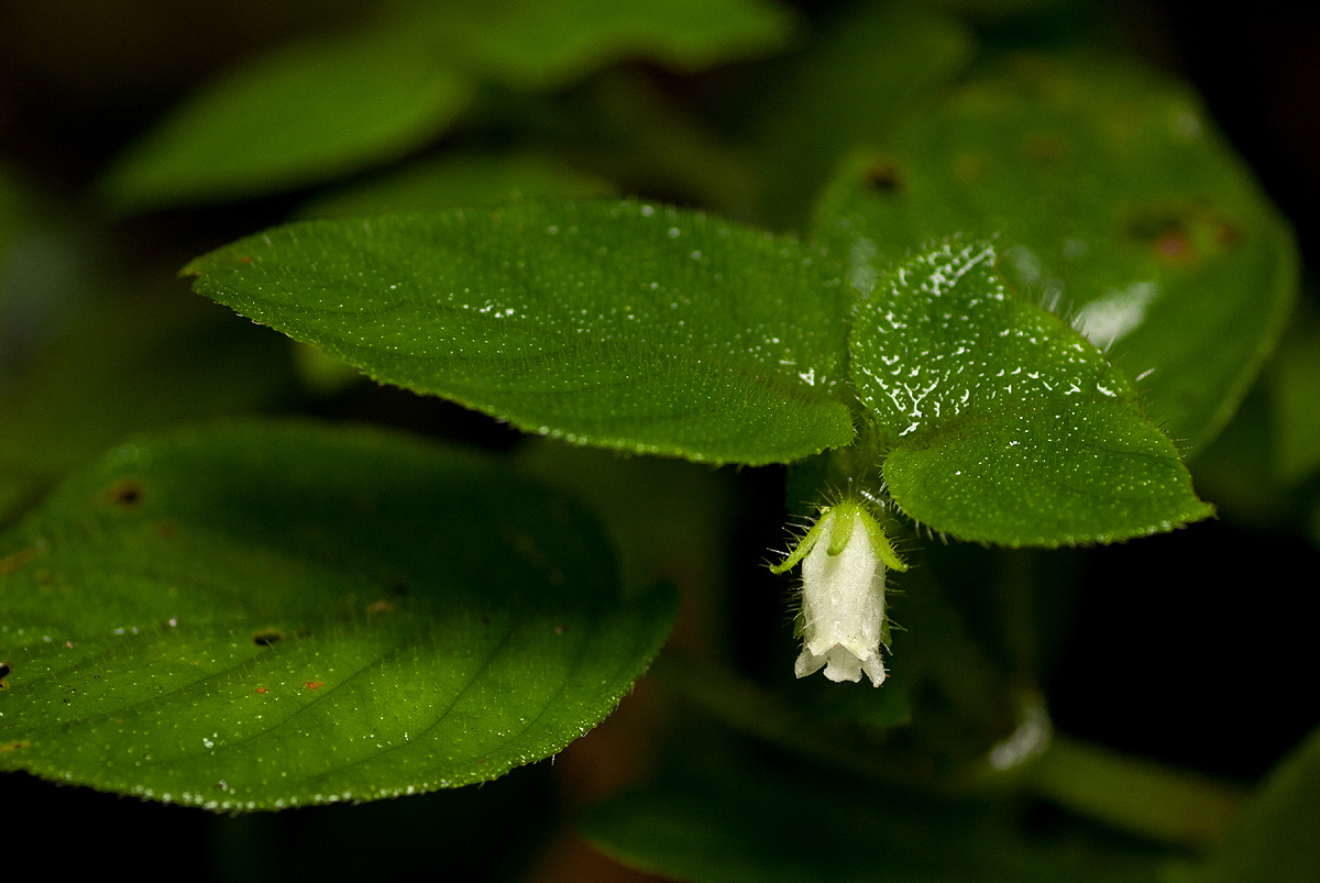 Streptocarpus kamerunensis Streptocarpus kamerunensis