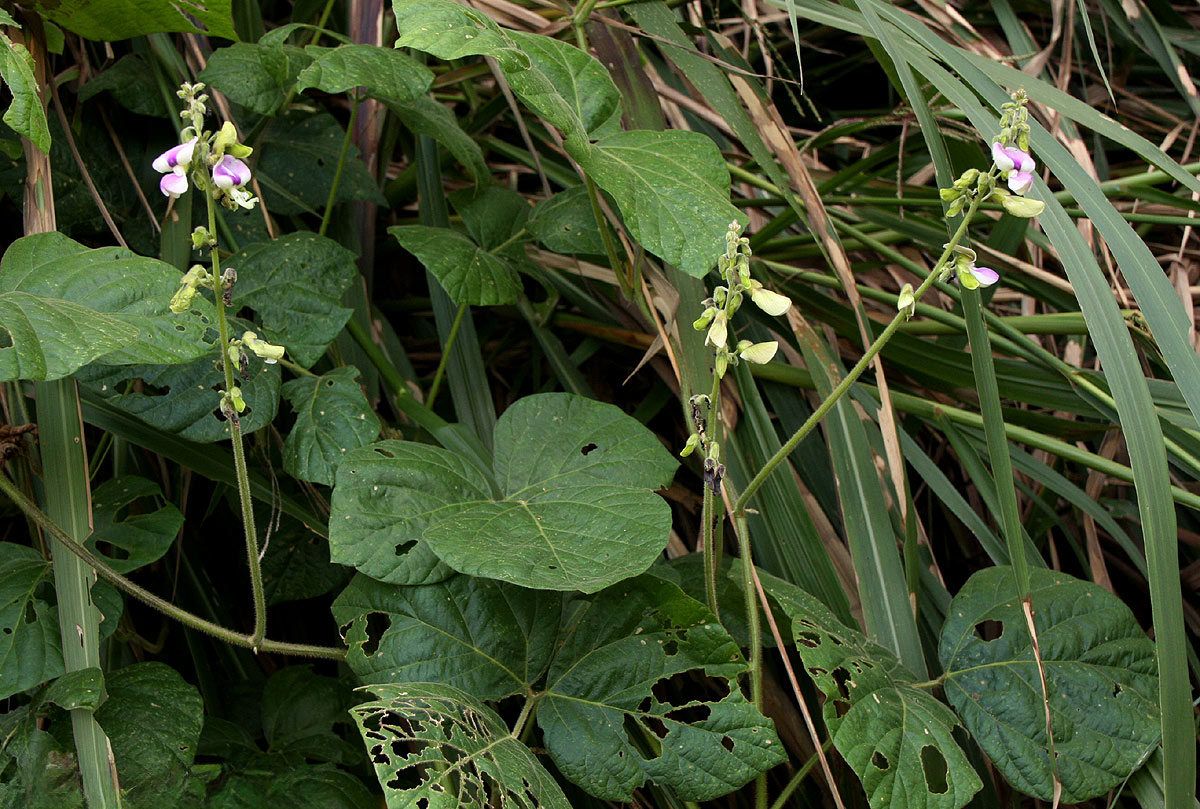 Neustanthus phaseoloides var. javanicus