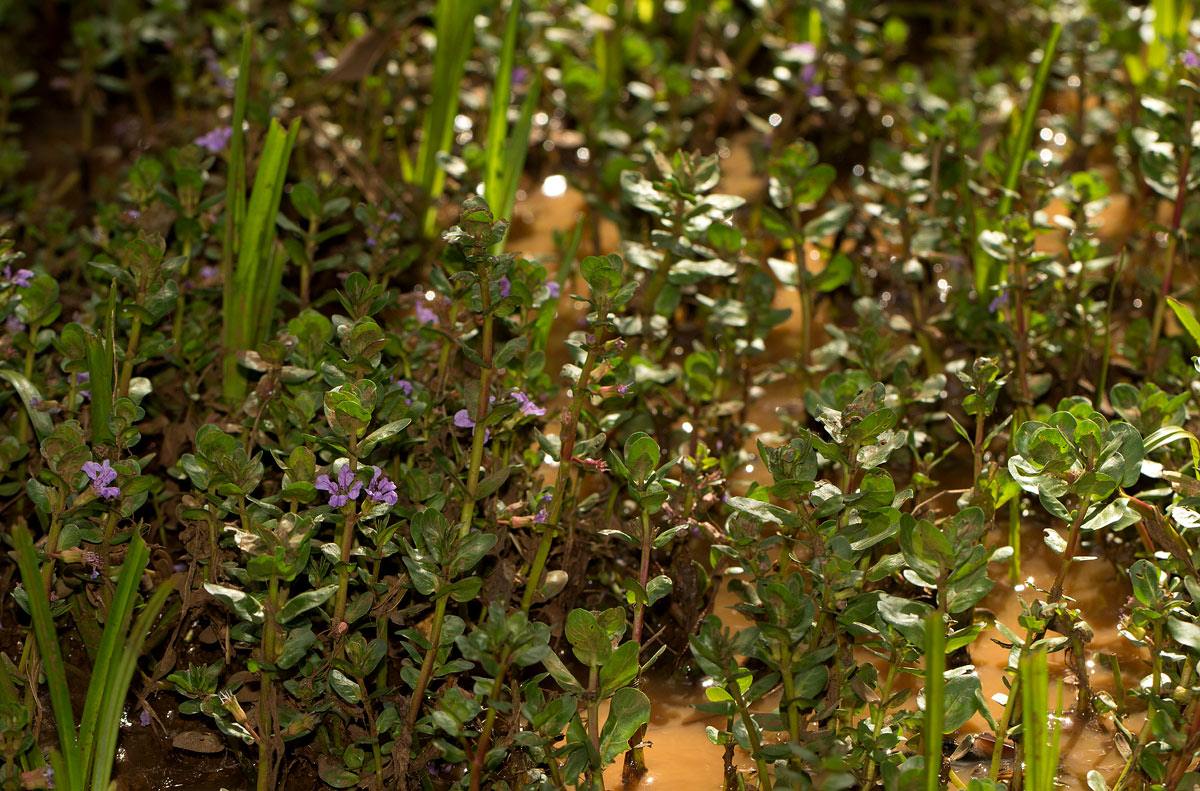 Lythrum rotundifolium Lythrum rotundifolium