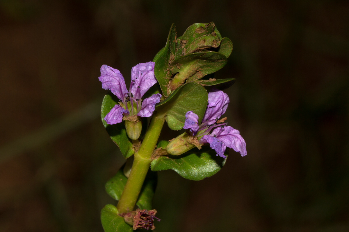 Lythrum rotundifolium