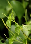 Peperomia pellucida