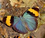 Euphaedra neophron
