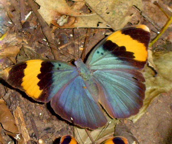Euphaedra neophron