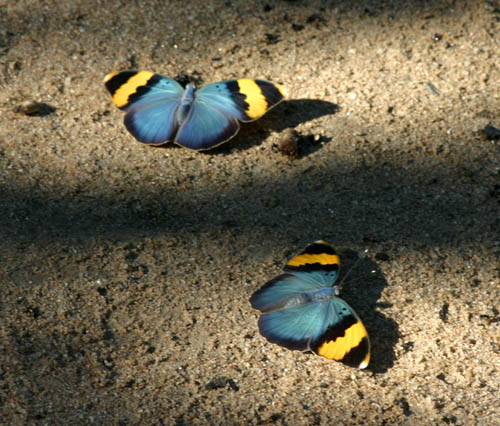 Euphaedra neophron