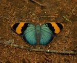 Euphaedra neophron