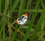 Colotis evenina
