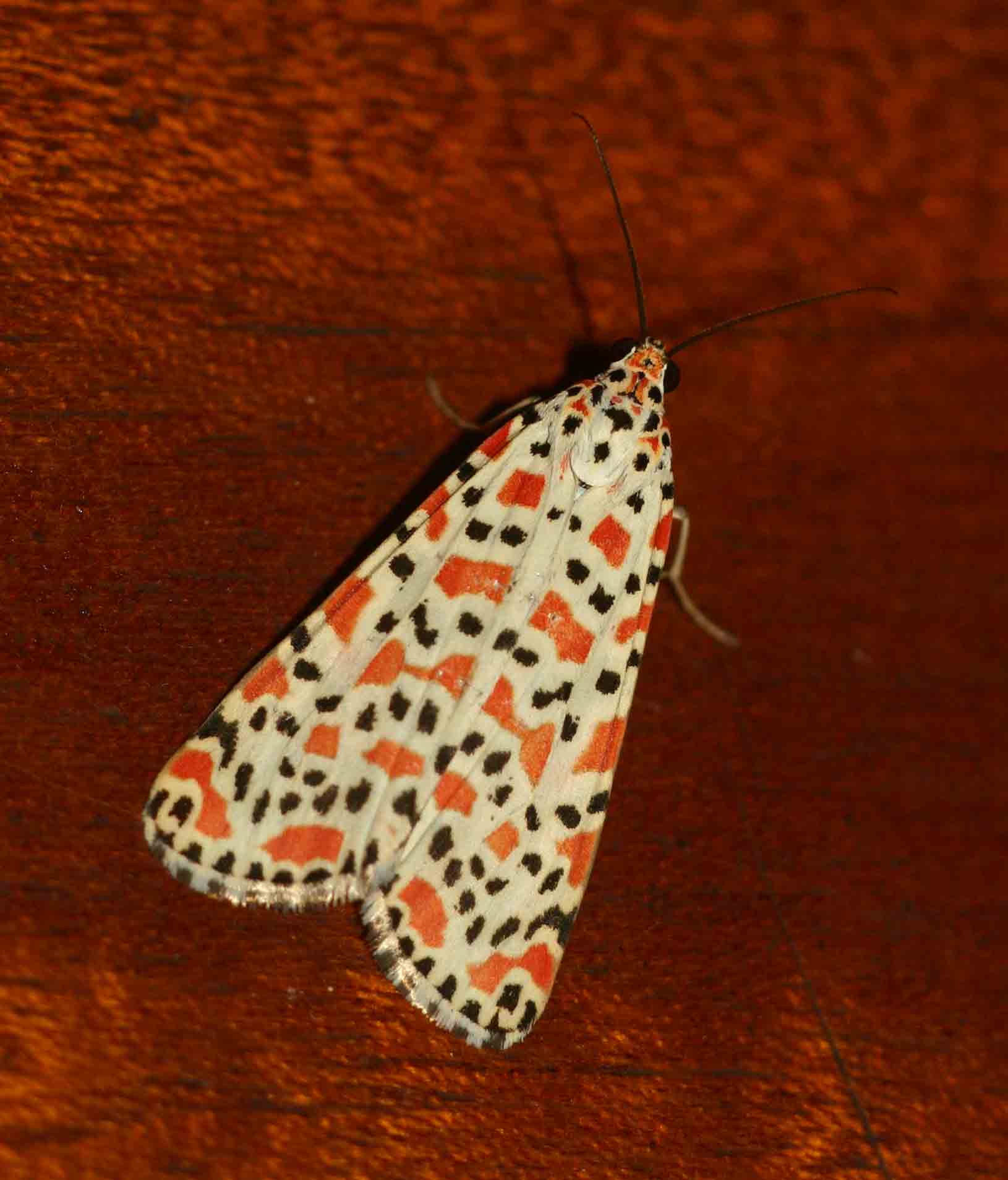 Utetheisa pulchella