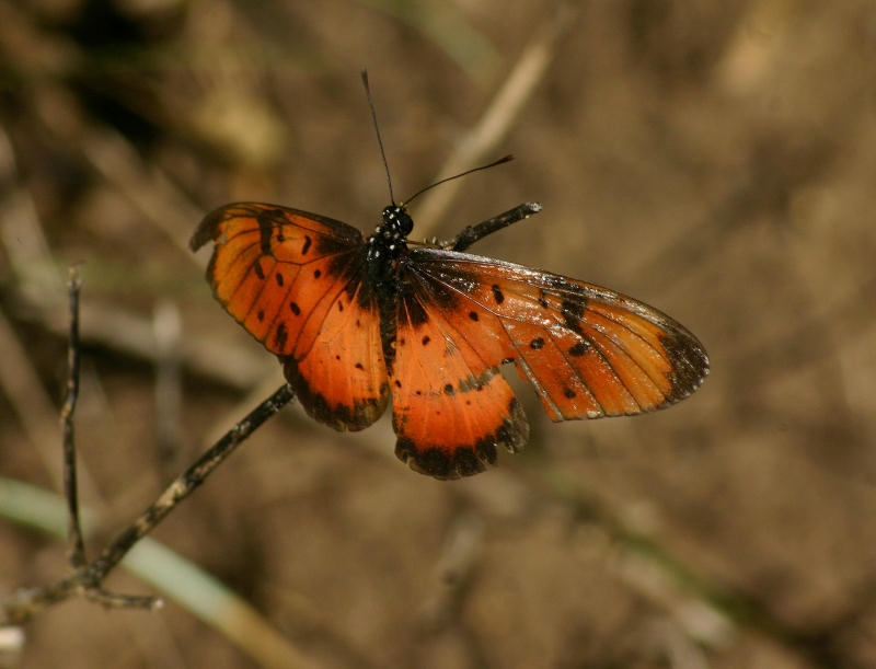 Acraea natalica Acraea natalica