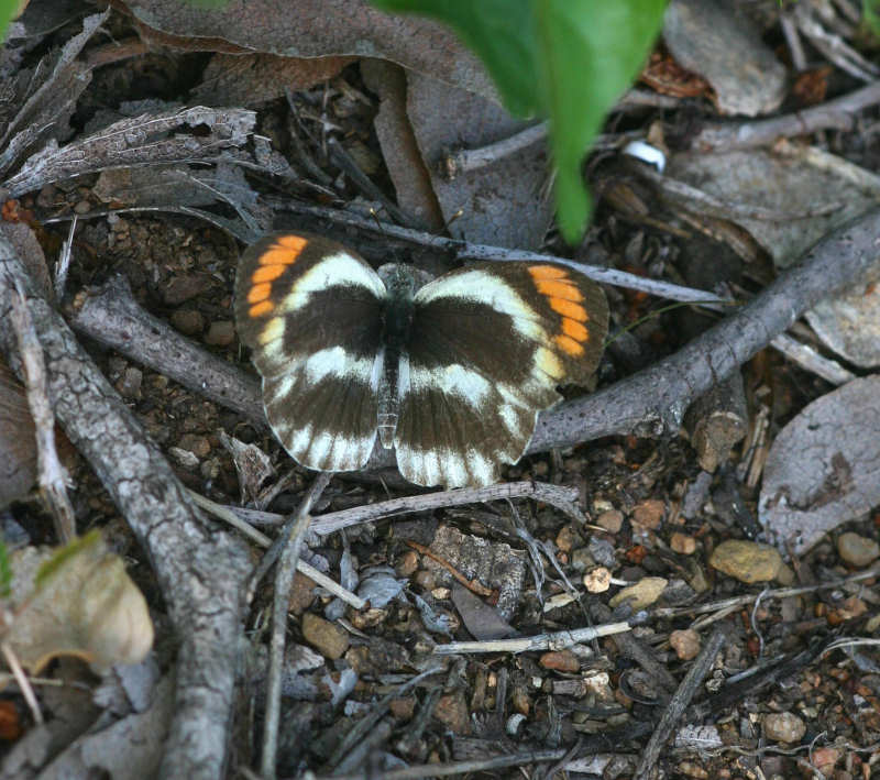 Colotis evippe