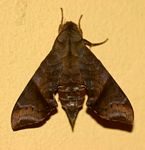 Temnora marginata