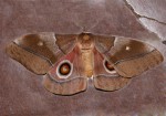 Gonimbrasia belina