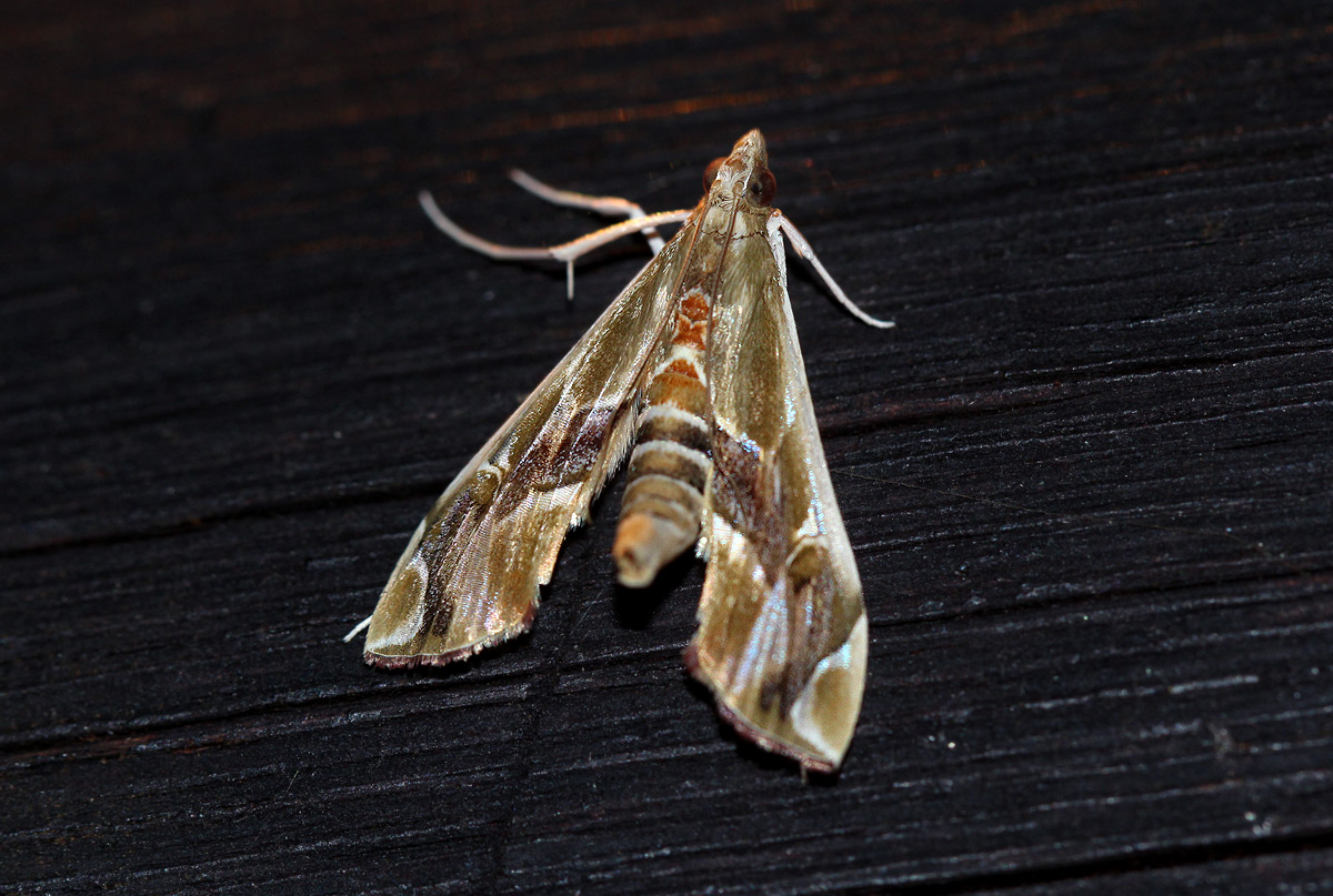Agathodes musivalis