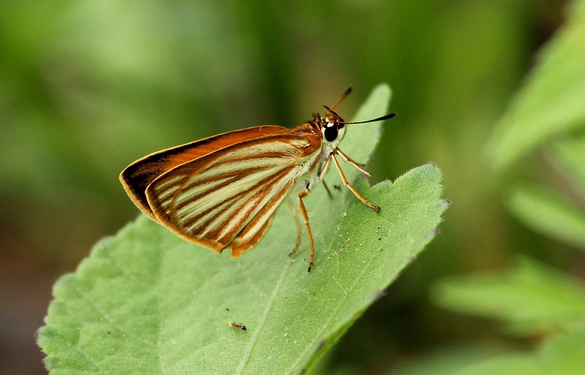 Teniorhinus harona