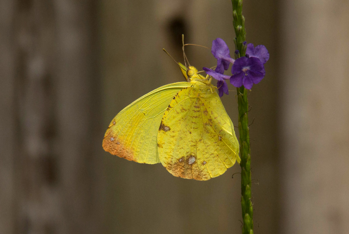 Eronia leda