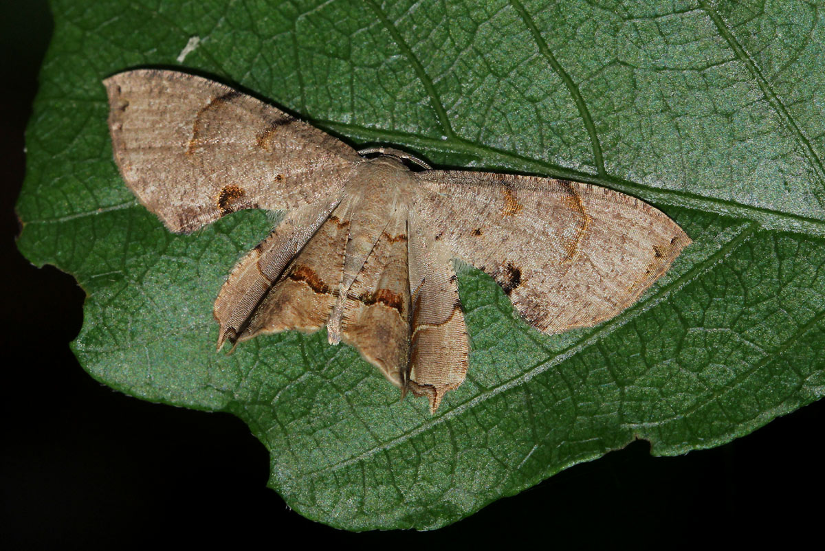 Epiplema reducta