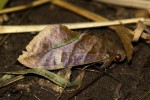 Eudocima divitiosa