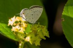 Eicochrysops hippocrates