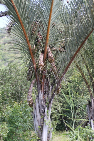 One of the Raffia palms Raphia farinifera  along the road that mark the Nyabutaye dambo.